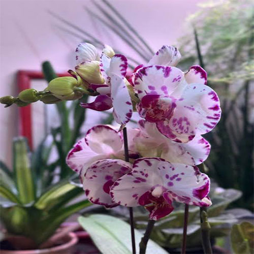 Phalaenopsis Ox Little Prince B S Phalaenopsis Ox Little Prince B S